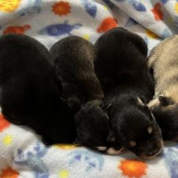 Pomskies from Raleigh Mini Pomskies