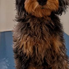 Mocha - Goldendoodle