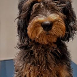 Mocha - Goldendoodle