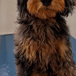 Mocha - Goldendoodle