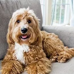 Jasper - Goldendoodle