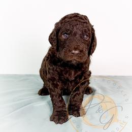 Ralph (orange collar) - Chocolate male Goldendoodle puppy in Murrieta, California from Apricot Poodles & Goldendoodles, LLC