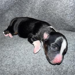 Boy 2 - Black tri male Miniature Australian Shepherd puppy in Beaumont, Texas from Marsh Runner Aussies