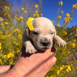 Yellow boy - Light golden male Golden Retriever puppy in Pahrump, Nevada from Southern Nevada Goldens