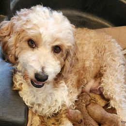 Peaches - Goldendoodle