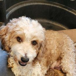 Peaches - Goldendoodle