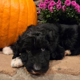 Boy 1 - Black tri-color male Aussiedoodle puppy in Mouth Of Wilson, Virginia from Holly Ridge Aussies, Aussiedoodles & Corgis