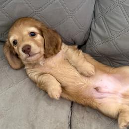 Chunk - Cream male Dachshund puppy in Easley, South Carolina from Castle Hill Doxies, LLC