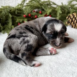 Pine - Blue merle male Miniature American Shepherd puppy in Idaho Falls, Idaho from Sugartop Minis