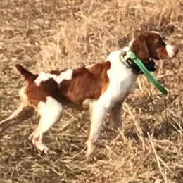 Boykin Spaniels and Brittanys from Brier Ridge Kennels & Outfitters