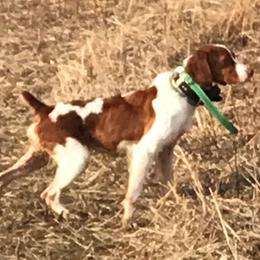 Boykin Spaniels and Brittanys from Brier Ridge Kennels & Outfitters