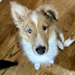 Loki - Sable merle and white male Shetland Sheepdog puppy in Union, New Jersey from McDermon Shelties