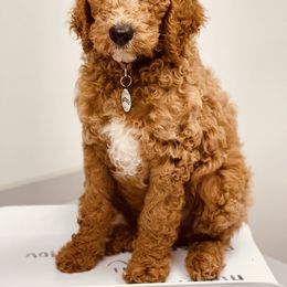 Goldendoodle Puppies from Labradoodleday