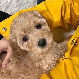 Honey - Australian Labradoodle
