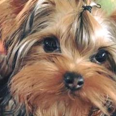 Yorkshire Terriers from Shelia East's Yorkshire Terriers