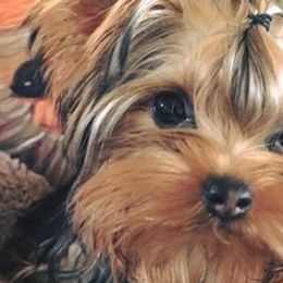 Yorkshire Terriers from Shelia East's Yorkshire Terriers