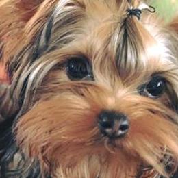 Yorkshire Terriers from Shelia East's Yorkshire Terriers