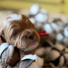 Max (red collar) - Red male Cavapoo puppy in Mouth Of Wilson, Virginia from HoneyBunn Doodle Co.