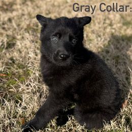 Boy 2 - German Shepherd puppy from Crown H Shepherds