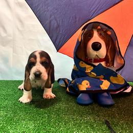 Walt - Black brown and white male Basset Hound puppy in Hurtsboro, Alabama from PARK’s Family Farm