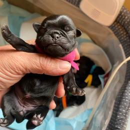 Black girl 1 - Black female Pug puppy in Onalaska, Washington from Cupid’s Pugs