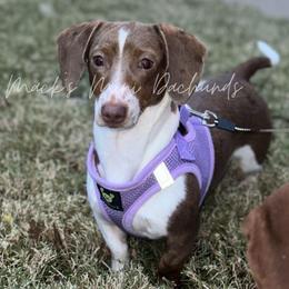 Augie - Dachshund