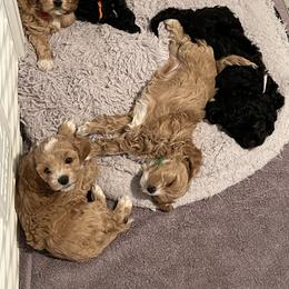 Assorted Doodle Crosses and Cockapoo Puppies from Frosty Acres Cockapoos and Doodles