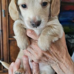 Dachshund Puppies from Redeemer's Dachshunds