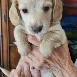 Dachshund Puppies from Redeemer's Dachshunds