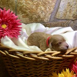 Cockapoo Puppies from Puppy Love