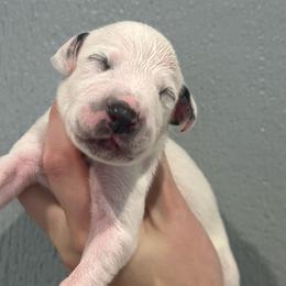 Mr. Goodbar - White and black male Dalmatian puppy in Austin, Texas from Dazzling Dalz