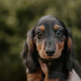 Dachshund Puppies from EntityDachs