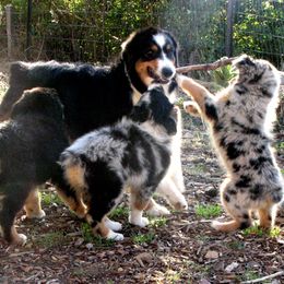 Australian Shepherds from Aerie Ranch