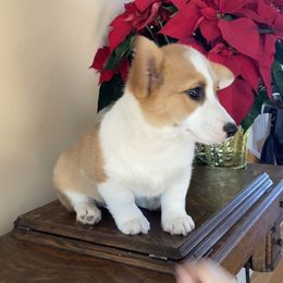 Pembroke Welsh Corgi Puppies from Whistling Wind Corgi’s