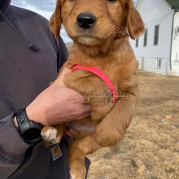 Pink F - Golden Retriever puppy in Hall, Montana from Goosetown Goldens