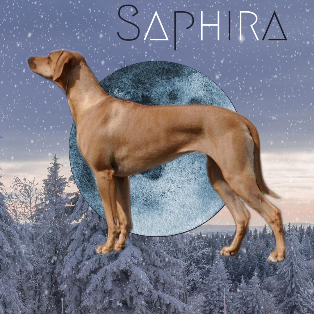 Of Course Rhodesian Ridgebacks in Washington | Rhodesian Ridgeback ...