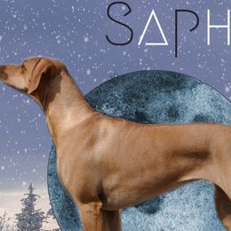 Rhodesian Ridgebacks from Of Course Rhodesian Ridgebacks