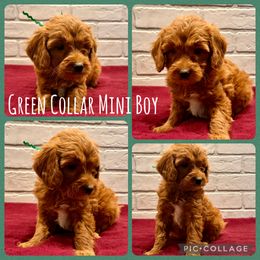 Green Collar Boy - Red  male Goldendoodle puppy in San Augustine, Texas from Vintage Doodles