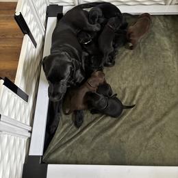 Labrador Retriever Puppies from Dawn's Labrador Retrievers