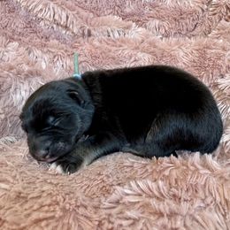 Light blue collar - Fawn sable male Shiloh Shepherd puppy in Watchung, New Jersey from Blue Moon Shilohs