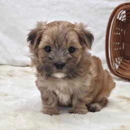 Sunny - Gold male Morkie puppy in Monticello, Iowa from Ashley’s Puppies