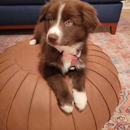 Australian Shepherd Puppies from Forgotten Coast Australian Shepherds