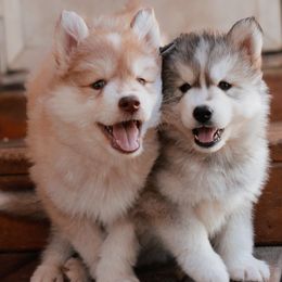 Siberian Husky Puppies from Hill Top Huskies