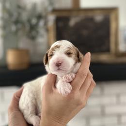 Cedar - Parti female Goldendoodle puppy in S AI Nt John, Indiana from Lulu's Goldendoodles