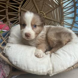 Muffin - Red merle male Australian Shepherd puppy in Grants Pass, Oregon from Carmel Mountain Aussies