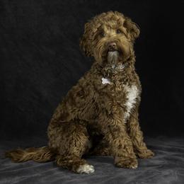 Timber - Australian Labradoodle