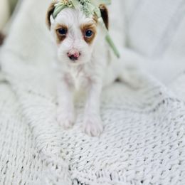 Goldendoodle Puppies from Cotton Country Doodles