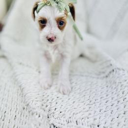 Goldendoodle Puppies from Cotton Country Doodles