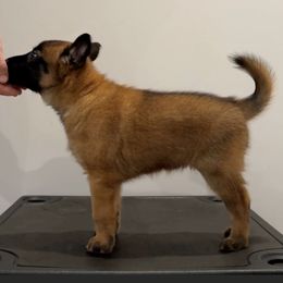 Red Collar - Fawn female Belgian Malinois puppy in Cameron, North Carolina from Wildheart Belgian Malinois