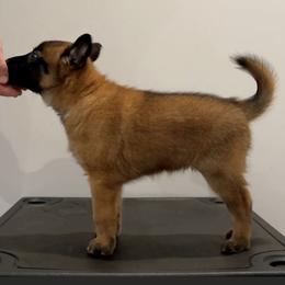 Red Collar - Fawn female Belgian Malinois puppy in Cameron, North Carolina from Wildheart Belgian Malinois